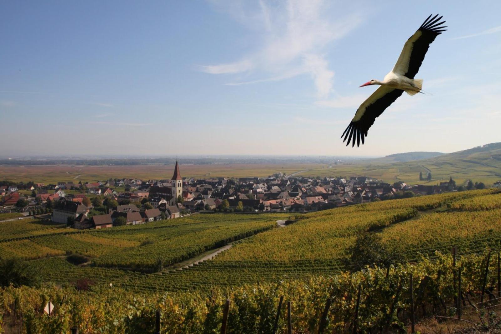 Les Chambres Du Vignoble Ammerschwihr Buitenkant foto